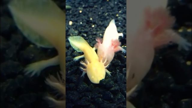 #animals #axolotl #необычныйпэт #аксолотль смотреть онлайн