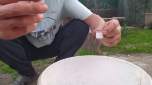 Чем обработать виноград от болезней милдью, оидиум в первую обработку.