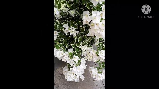 Primavera branca variegata 😍😍🤗#muitasflores