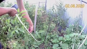 Скороплодный грецкий орех Идеал. Приросты ореха за этот сезон