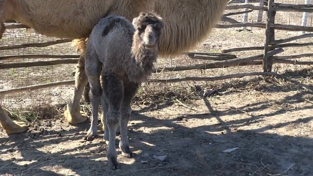 Верблюжонок Марта смотреть онлайн