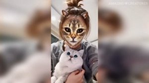 РЕАКЦИЯ КОТОВ Когда Они Видят ФИЛЬТР КОТА на Лице Хозяина