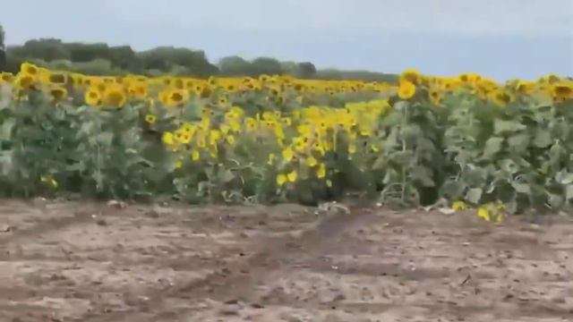 ООО «СибАгроЦентр» - представитель селекционно-семеноводческой компании «RAGT Semences»