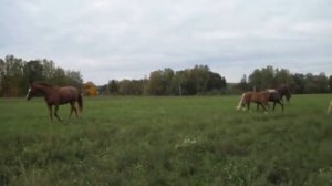 Табун - Дмитрий Лунёв(стихи Сергея Есенина)