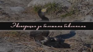 Экспедиция за большими бакланами