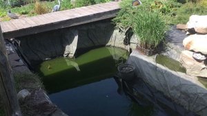 Откачка воды из пруда с рыбами перед чисткой.