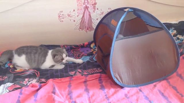 Мой котёнок смотреть онлайн