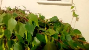 ОМОЛАЖИВАЮЩИЙ ПРОДУКТ - ДЕЛАЮ БЕРЁЗОВЫЙ УКСУС 8.05.2018 г.
