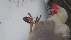 У курицы на лапе комок. Удаляю своими руками