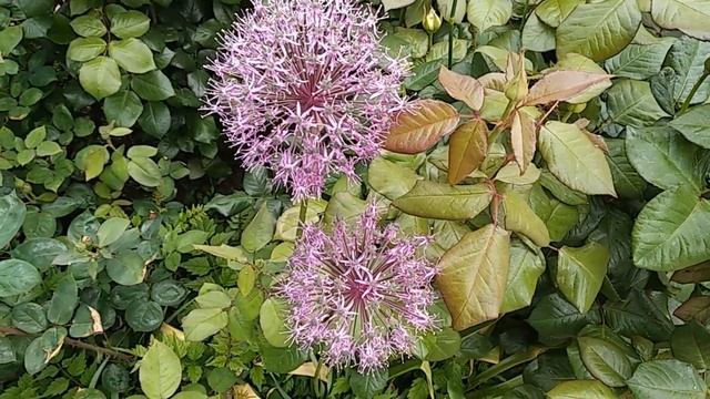 Музыка и видео для души. Музыкальная новинка Сергея Чекалина "Клумба". Пионовый рай. смотреть онлайн