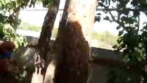 MOV08025 x264 Зелёные жуки на сирени по 2,5 см длиной, не что иное как шпанская муха.