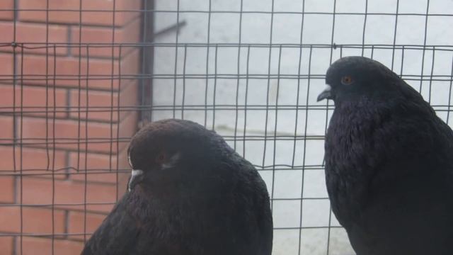 Мелитопольские голуби Колбасовых.Племенные рыжие и мурые голуби 2021 год. смотреть онлайн