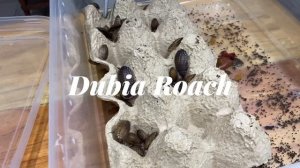 #12 UNBOXING CARIBENA VERSICOLOR AND FEEDING  TARANTULAS |  By: Aiza Denina Salido