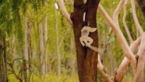 Сифака лемур танцор