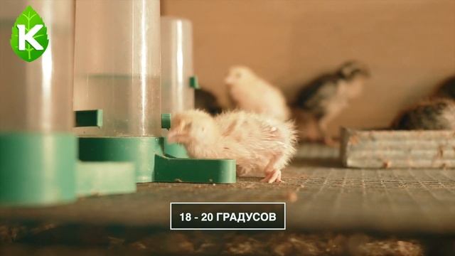 Как содержать перепелов в домашних условиях?