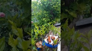Прививка унаби - за кору или вприклад? Однозначный ответ...