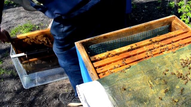 Это ДОЛЖНО быть на каждой ПАСЕКЕ. Новое оборудование на пасеку. Рабочий ящик из оргстекла. смотреть онлайн