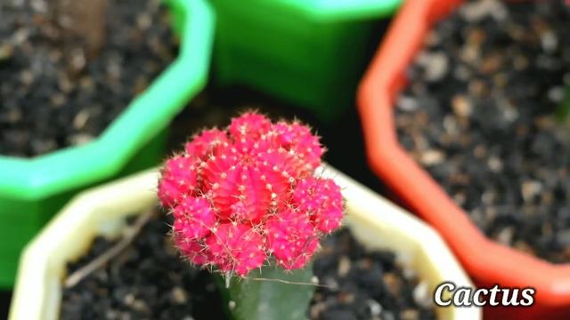 Bougainvillea Nursery | Hibiscus | Cactus | Succulent | Indoor plant | মান্না নার্সারি, দেউলটি,হাওড় смотреть онлайн