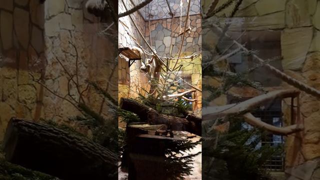 Обезьяны в Ленинградском зоопарке смотреть онлайн