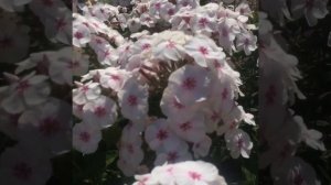 Флокс метельчатый Европа (Flox paniculata Europa)