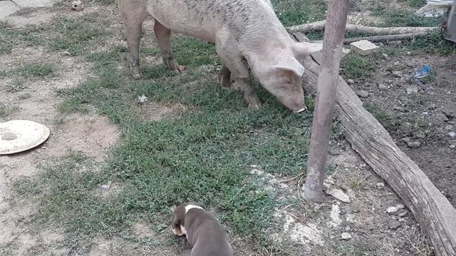 Руфинка на месец смотреть онлайн