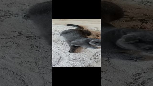 Зарядка Люськи