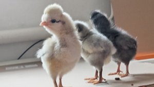 РУССКАЯ ХОХЛАТАЯ описание кур