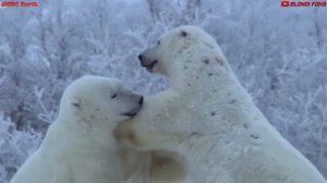 10 Сильнейших Хищников Мира Всех Времен! - Хищник Против Хищника!