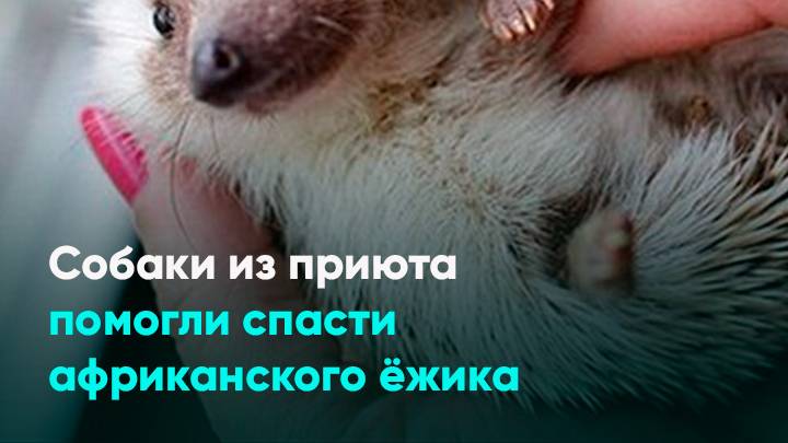 Собаки из приюта помогли спасти африканского ёжика