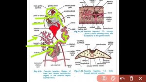 female reproductive system of Fasiola hepatica