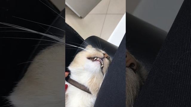 Когда работаешь без выходных😬 #приколысживотными