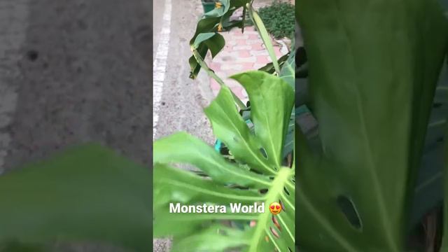 Monstera Deliciosa all mighty and beautiful ❣️#monsteraplant  #monsteradeliciosa #swisscheeseplant