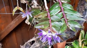 Орхидеи Дендробиум сравнение Dendrobium victoria reginae и Dendrobium ceraula