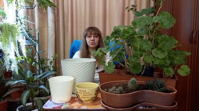 Выбор емкости для цветов. Герани:подготовка к зимнему периоду и весеннее возвращение. смотреть онлайн