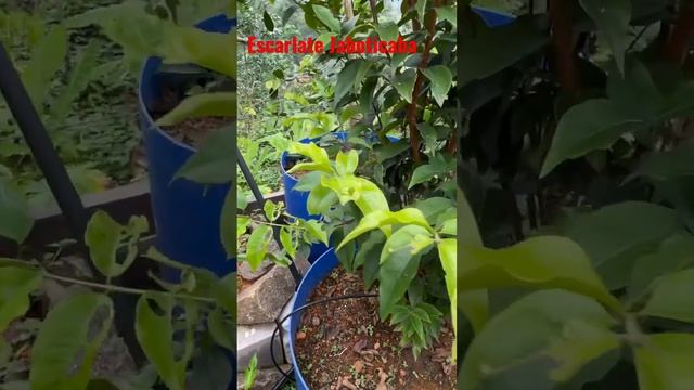 Escarlate Jaboticaba Plant with Fruit