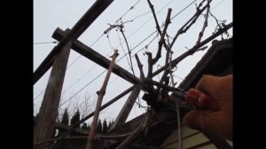 Обрезка винограда. Формируем на арку и для урожая.