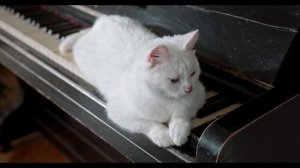 Котики релакс