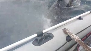 Встреча с касатками