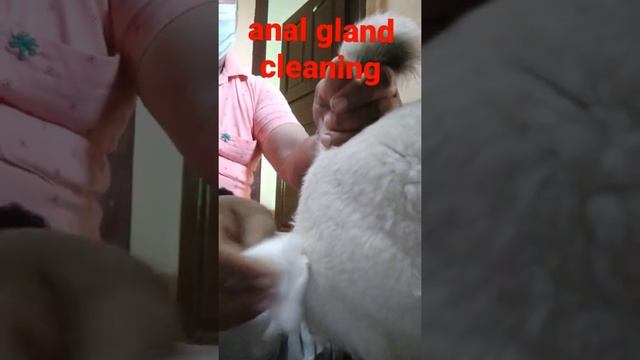 #anal gland cleaning dog #viralvideo #trending #dog treatment video