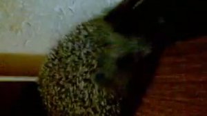 пьяный ёжик