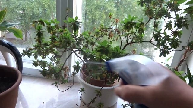 ДВА БЛЮДА из СВИНИНЫ.  ЩИ и ЖАРЕНОЕ МЯСО. ЭКСКУРС по  Неприхотливым ДОМАШНИМ растениям.