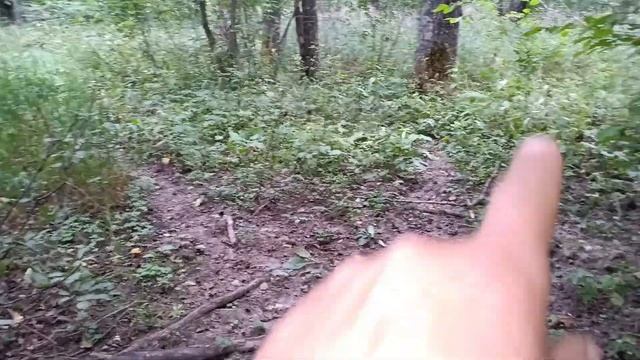 Почему так много лосей, оленей и косуль вокруг дома? Всё стало ясно и понятно. смотреть онлайн