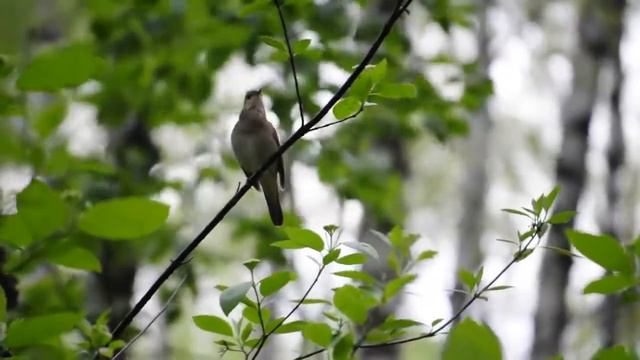 ЧУЧЕЛО-ART смотреть онлайн