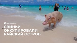 Свиньи оккупировали райский остров