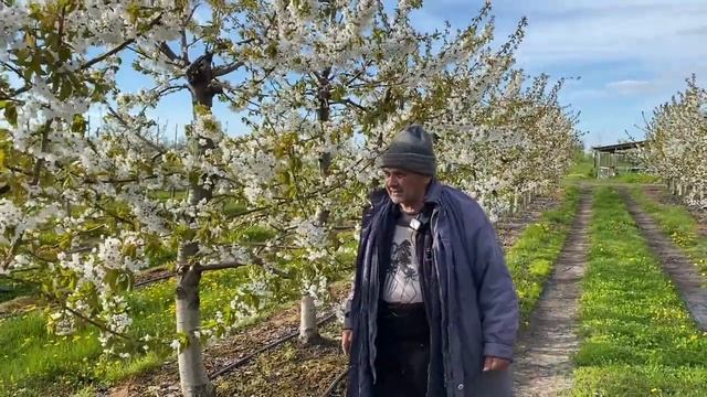 Результат обрезки черешневого сада на повторный рост: все, что нужно знать смотреть онлайн