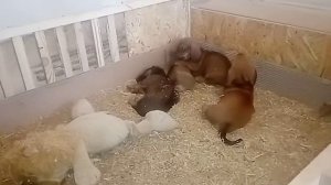 Мой опыт использования ферментной подстилки для щенков