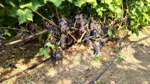 К-ш Хеллоуин 2020г.  Такого винограда у нас ещё не было.