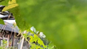 ПОЧЕМУ ОГУРЦЫ РАСТУТ КРИВЫЕ И ЧТО ДЕЛАТЬ #огурцы #дача #выращиваемогурцы #верандасадогород