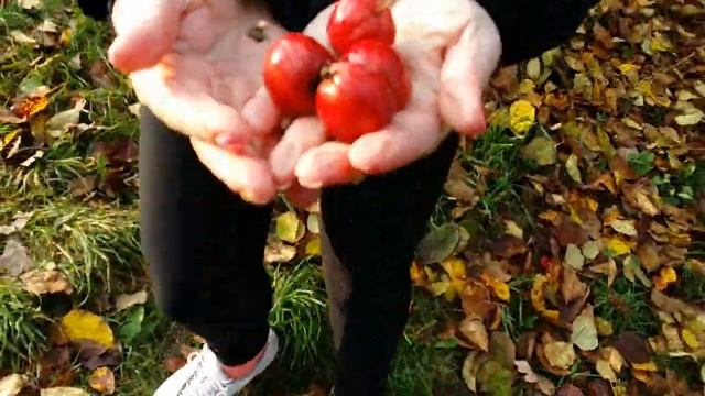 Яблочки "Китайка" смотреть онлайн