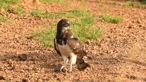 Черный змееяд поедает кобру.